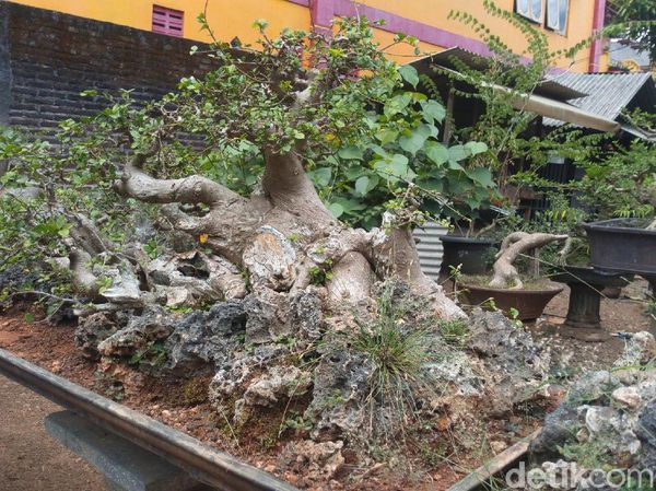 Foto: Tempat Wisata Untuk Kamu Penggemar Bonsai