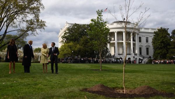 Momen Penanaman Pohon Persahabatan Trump-Macron yang Kini Mati