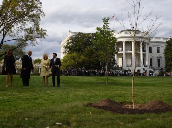 Momen Penanaman Pohon Persahabatan Trump-Macron yang Kini Mati