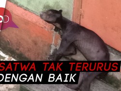 Viral! Beruang Madu di Bonbin Singkawang Kurus Kering