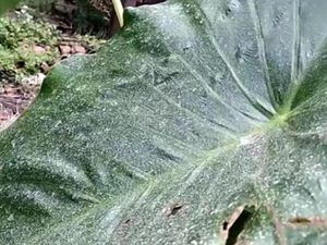 3 Wilayah di Aceh Terpapar Debu Erupsi Gunung Sinabung