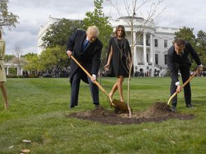 Pohon Persahabatan Trump dan Macron yang Ditanam di Gedung Putih Mati