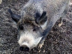 Babi Seberat 300 Kg Ini Dilarang Untuk Berjalan di Tanah Pemerintah