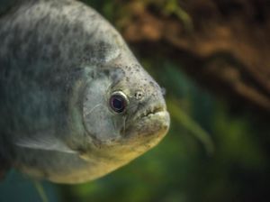 8 Turis Bersimbah Darah Diserang Sekelompok Piranha 8 Turis Bersimbah Darah Diserang Sekelompok Piranha