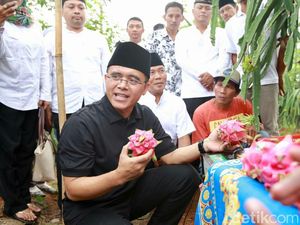 Garap Buah Naga Semi Organik, Petani di Banyuwangi Untung Ratusan Juta