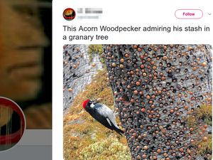 Foto Burung Ini Viral, Kenapa Bikin Banyak Netizen Kesal? Foto Burung Ini Viral, Kenapa Bikin Banyak Netizen Kesal?