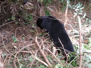 2 Ekor Beruang Terkena Jerat Babi di Aceh