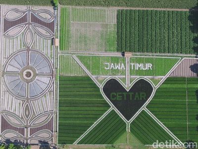 Foto: Crop Circle Viral dari Kediri