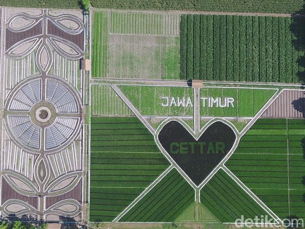 Foto: Crop Circle Viral dari Kediri