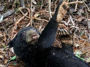 2 Kambing Kurban di Sumbar Mati Dimangsa Beruang Madu 2 Kambing Kurban di Sumbar Mati Dimangsa Beruang Madu