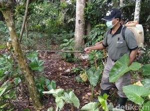 Dinas Pertanian Banyuwangi Basmi Ulat Bulu yang Serang 200 Rumah