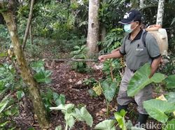 Dinas Pertanian Banyuwangi Basmi Ulat Bulu yang Serang 200 Rumah