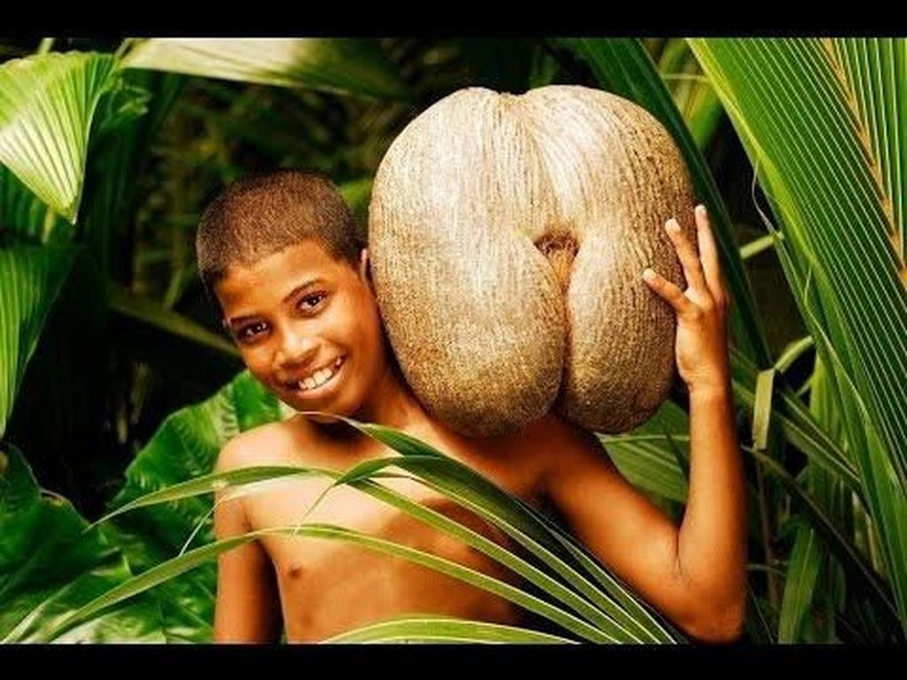 Kenali Coco De Mer, Pohon Kelapa Langka dengan Buah Terbesar di Dunia