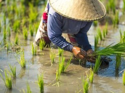 Kebiasaan Makan Nasi Putih Picu Kerusakan Lingkungan, Ini Sebabnya