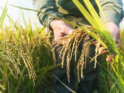 Cara Kementan Lindungi Temuan Bibit Unggul