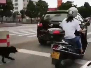 Ada Lagi Pengemudi Mobil Seret Anjing karena Tak Tahan Baunya