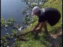 Aksi Ajat Tangkap Ular Sanca 3 Meter Gegerkan Warga Padalarang