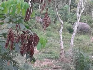 Gajah Liar Masuk Kebun Sawit Riau untuk Cari Makan di Wilayah Jelajahnya