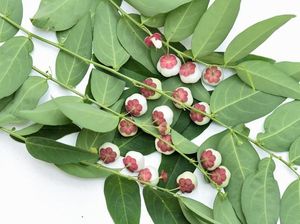 Jarang Dimasak, Padahal 9 Jenis Sayuran Lokal Ini Enak dan Bergizi Tinggi