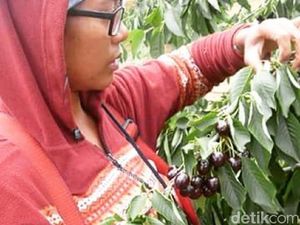 Cerita Efi Jadi Buruh Pemetik Cherry dan Pengumpul Ubi