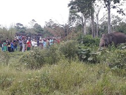 Gajah Liar Masuk Kebun Sawit di Riau, Begini Teknik Penggiringannya