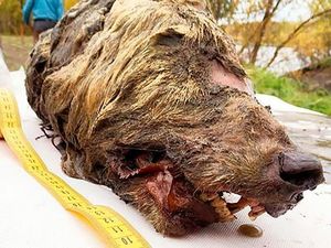 Kepala Serigala Raksasa Ini Sudah Berusia 40 Ribu Tahun!