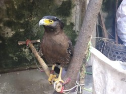 Jual Elang di Facebook, Komang Diciduk Polisi