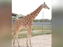 Kasihan! 2 Jerapah di Taman Safari AS Mati Tersambar Petir