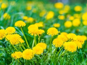 Tampilannya Cantik, 10 Bunga dan Tumbuhan Cantik Ini Bisa Dimakan Tampilannya Cantik, 10 Bunga dan Tumbuhan Cantik Ini Bisa Dimakan