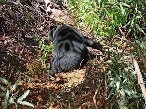 BKSDA Evakuasi Beruang yang Terkena Jerat Babi di Aceh