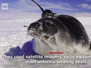 Ketika Para Ilmuwan Antartika Minta Bantuan Anjing Laut