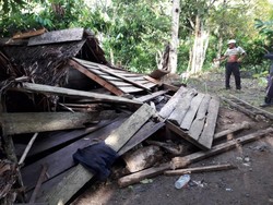 Kawanan Gajah Rusak 15 Rumah dan Kebun Warga di Aceh Utara