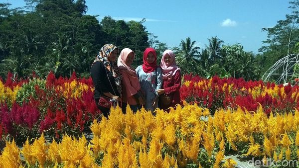 Foto: Taman Bunga Instagramable dari Magelang
