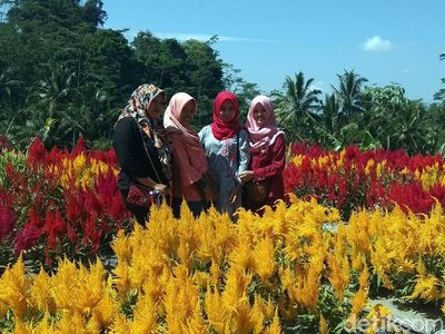 Foto: Taman Bunga Instagramable dari Magelang