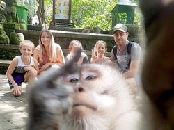 Turis Mau Foto, Ada Monyet Lewat Kasih Jari Tengah