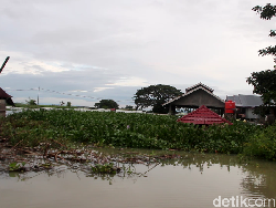 Rumah Korban Banjir di Sidrap Diserbu Eceng Gondok