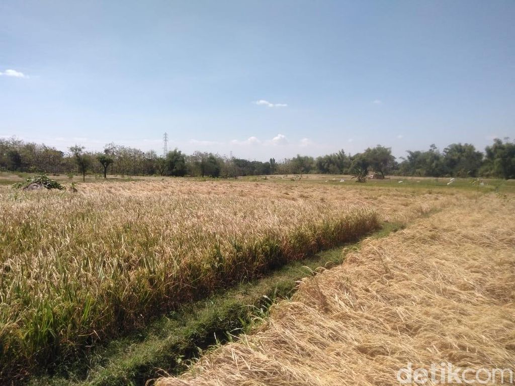 Kementan Antisipasi Kekeringan Sawah di Sejumlah Wilayah Kebumen Kementan Antisipasi Kekeringan Sawah di Sejumlah Wilayah Kebumen