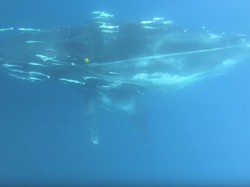 Kisah Paus Bungkuk yang Terbelit Setengah Ton Jaring