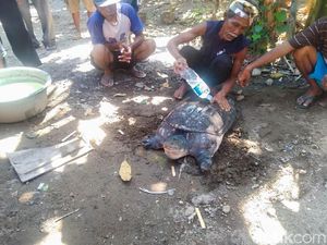 Warga Ponorogo Kaget Saat Mancing Dapat Bulus di Sungai Kaliombo