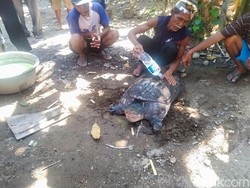 Warga Ponorogo Kaget Saat Mancing Dapat Bulus di Sungai Kaliombo