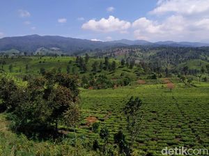 6 Kampung Wisata yang Lebih Asri dari Ciwidey, Tapi Belum Terlalu Ramai 6 Kampung Wisata yang Lebih Asri dari Ciwidey, Tapi Belum Terlalu Ramai
