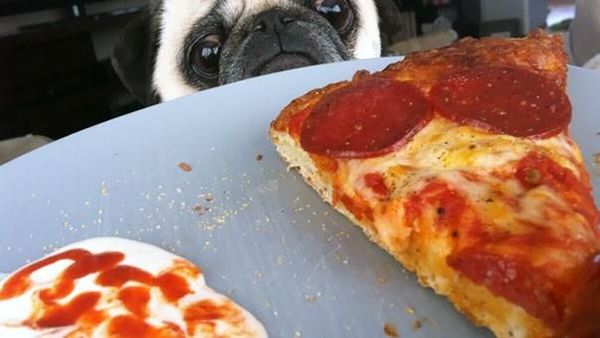 Gemas Banget! Pose Anjing Imut Saat Minta Makanan Ini Bikin Ngakak