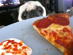 Gemas Banget! Pose Anjing Imut Saat Minta Makanan Ini Bikin Ngakak
