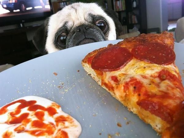 Gemas Banget! Pose Anjing Imut Saat Minta Makanan Ini Bikin Ngakak