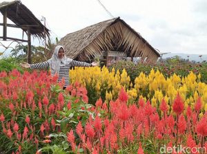 Foto: Kampoeng Sawah yang Instagramable di Ciamis Foto: Kampoeng Sawah yang Instagramable di Ciamis