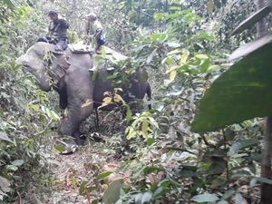 Video Gajah Liar yang Nyasar ke Kebun Sawit Digiring ke Hutan