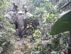 Video Gajah Liar yang Nyasar ke Kebun Sawit Digiring ke Hutan