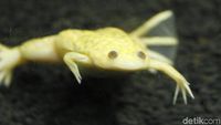 Foto: Katak Albino Afrika Ada di Bandung!