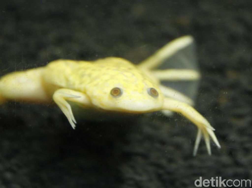 Melihat Katak Albino Asal Afrika di Bandung Melihat Katak Albino Asal Afrika di Bandung