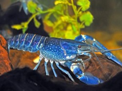 Sangat Langka! Restoran Ini Temukan Lobster Berwarna Biru Terang